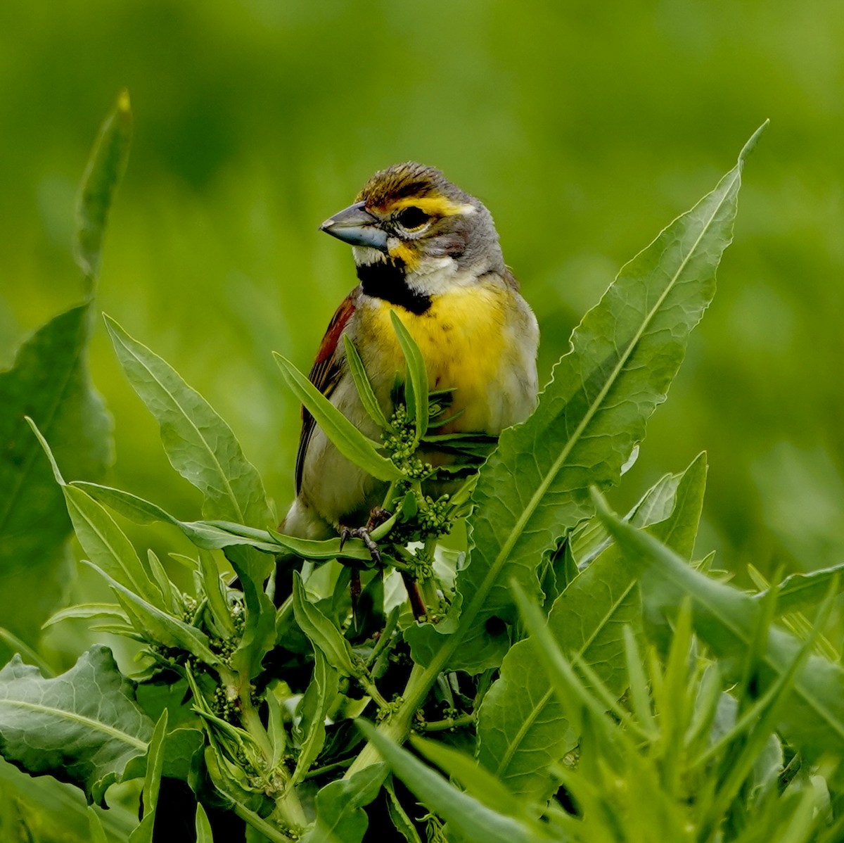 Dickcissel - ML587266261