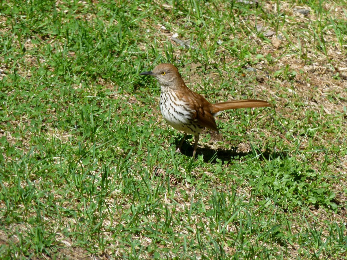 Brown Thrasher - ML58726741