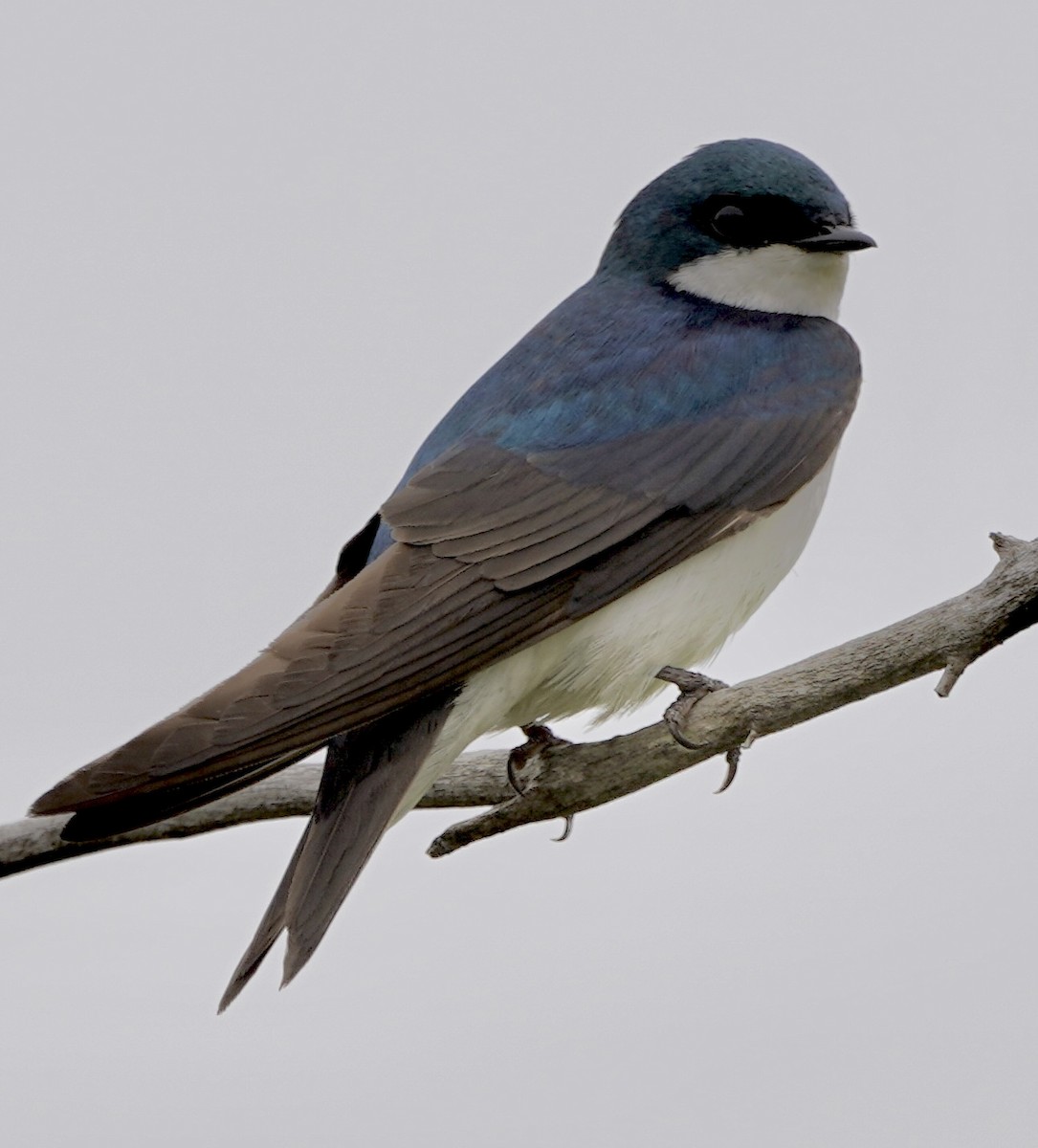 Tree Swallow - ML587267541