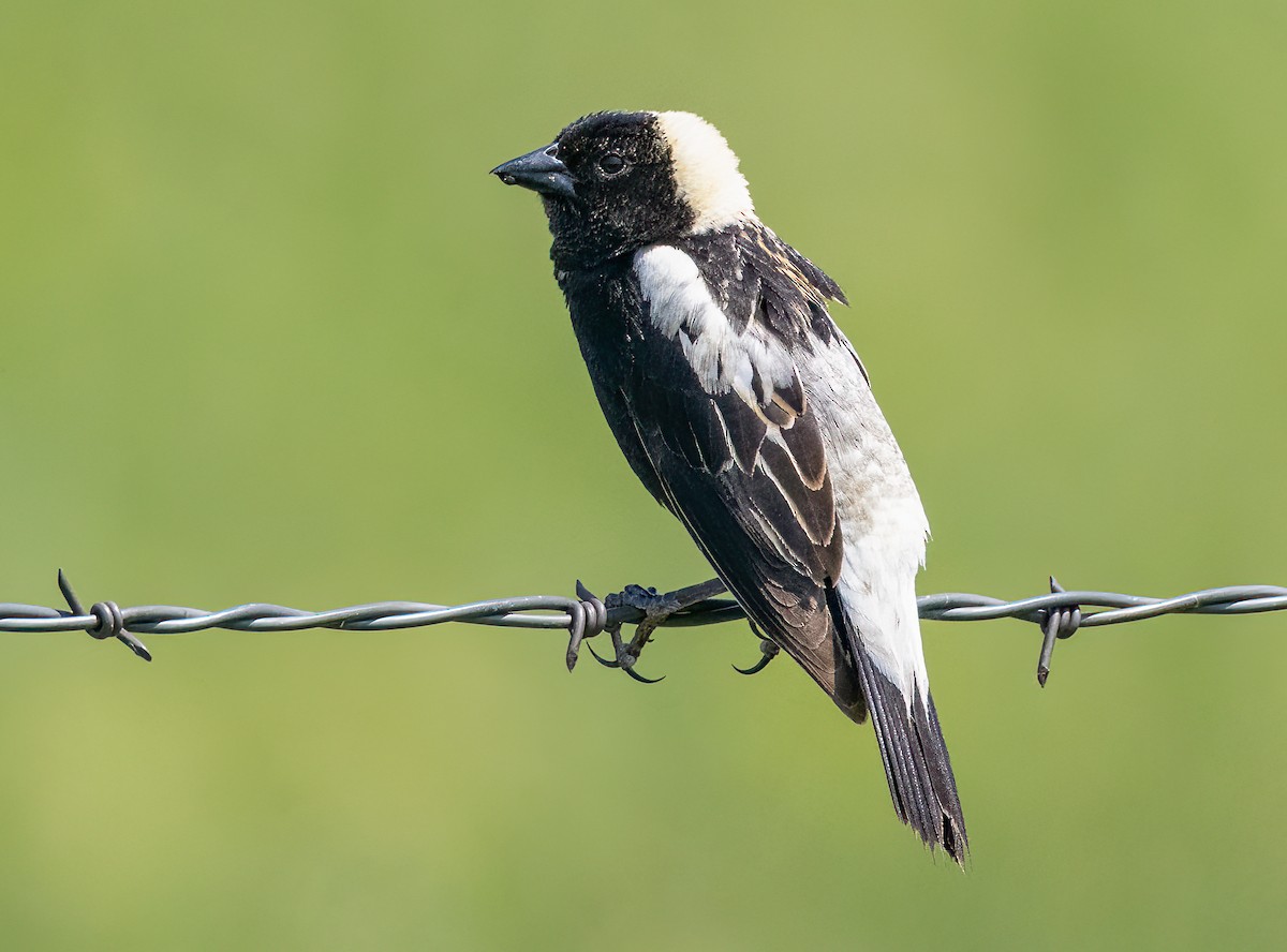 bobolink americký - ML587268981