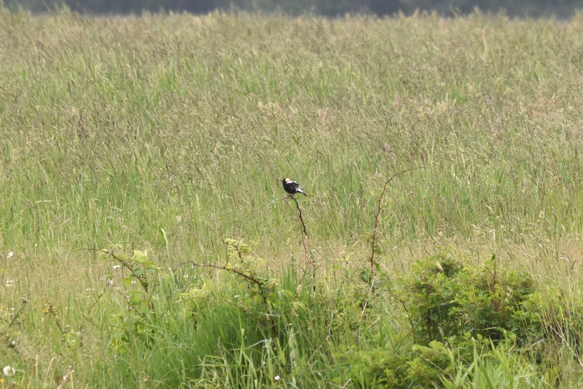 Bobolink - Devin Johnstone