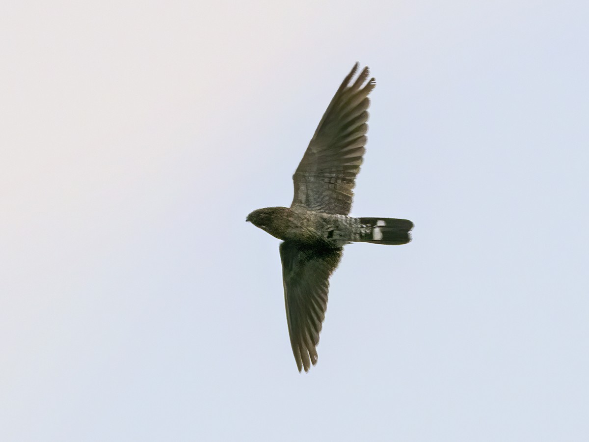 Band-tailed Nighthawk - Andres Vasquez Noboa