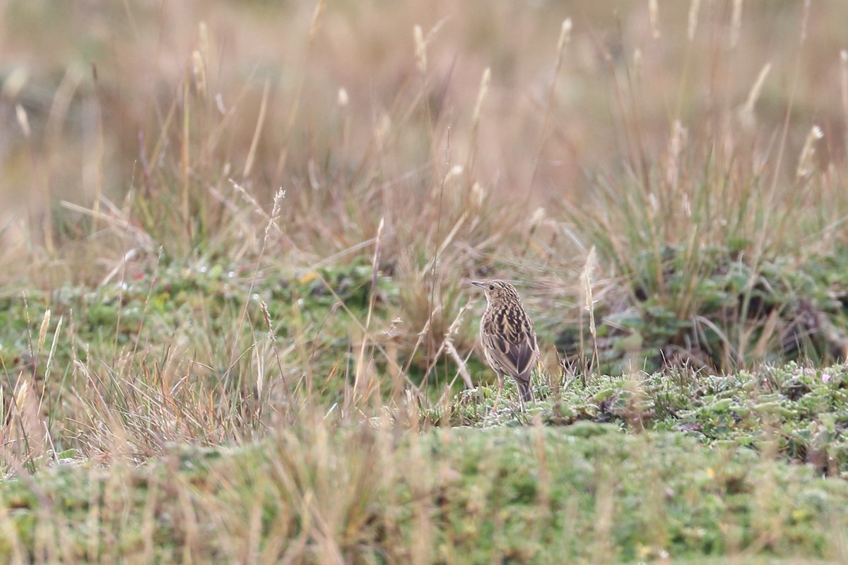 Pipit du paramo - ML587270551