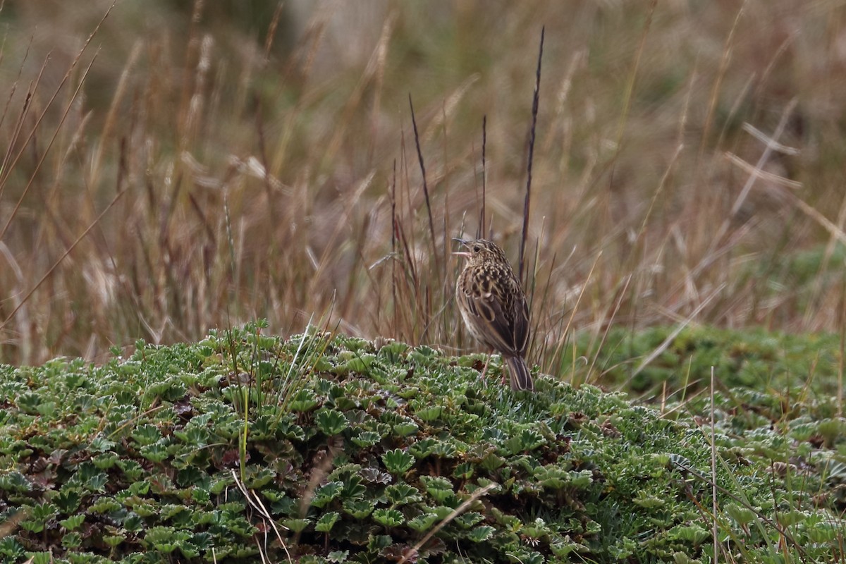 Pipit du paramo - ML587270561