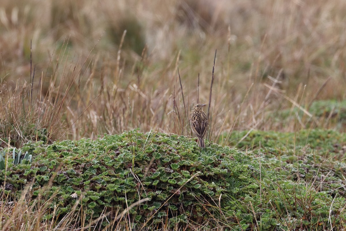 Pipit du paramo - ML587270571