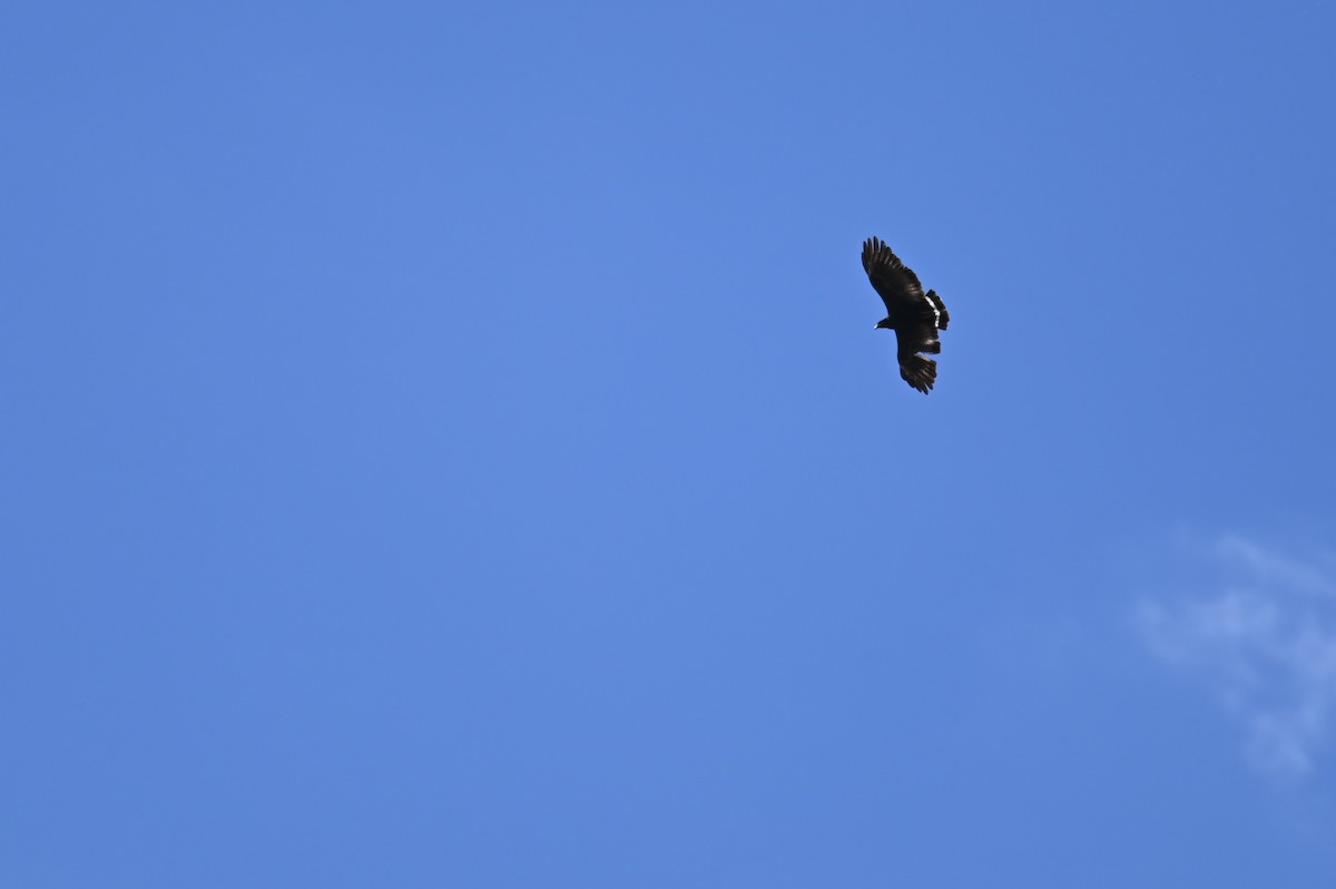 Common Black Hawk - Hannes Leonard