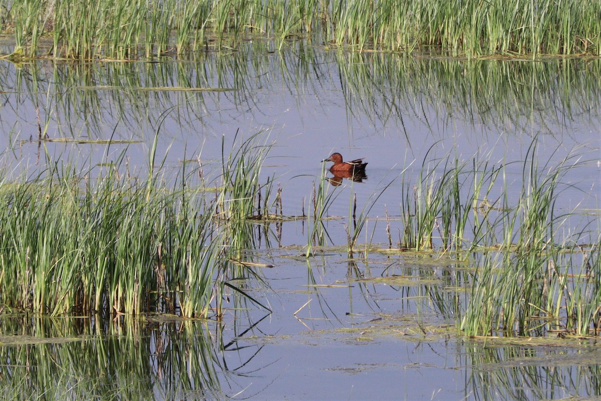 Cinnamon Teal - Sharon Nethercott