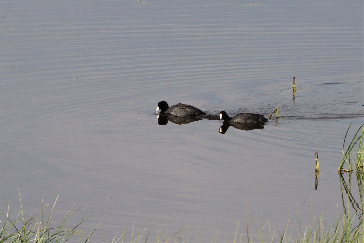 American Coot - Sharon Nethercott