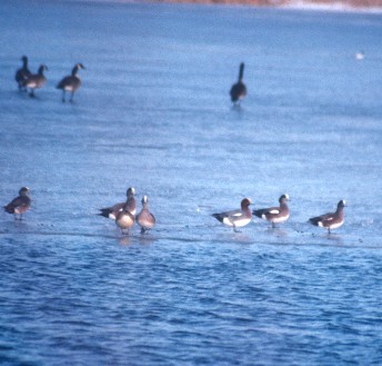 Eurasian Wigeon - Mark A. Brogie