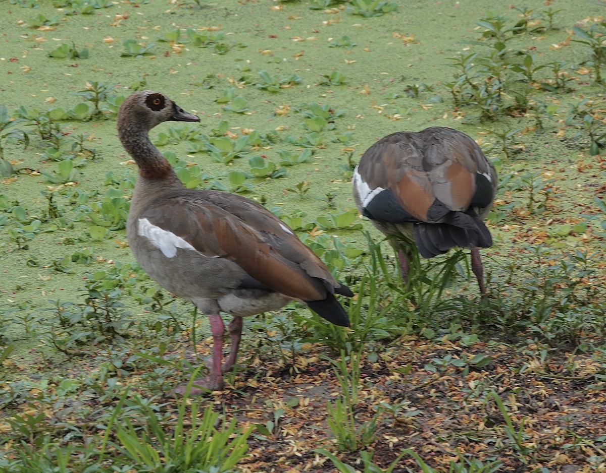 Nilgans - ML587272281