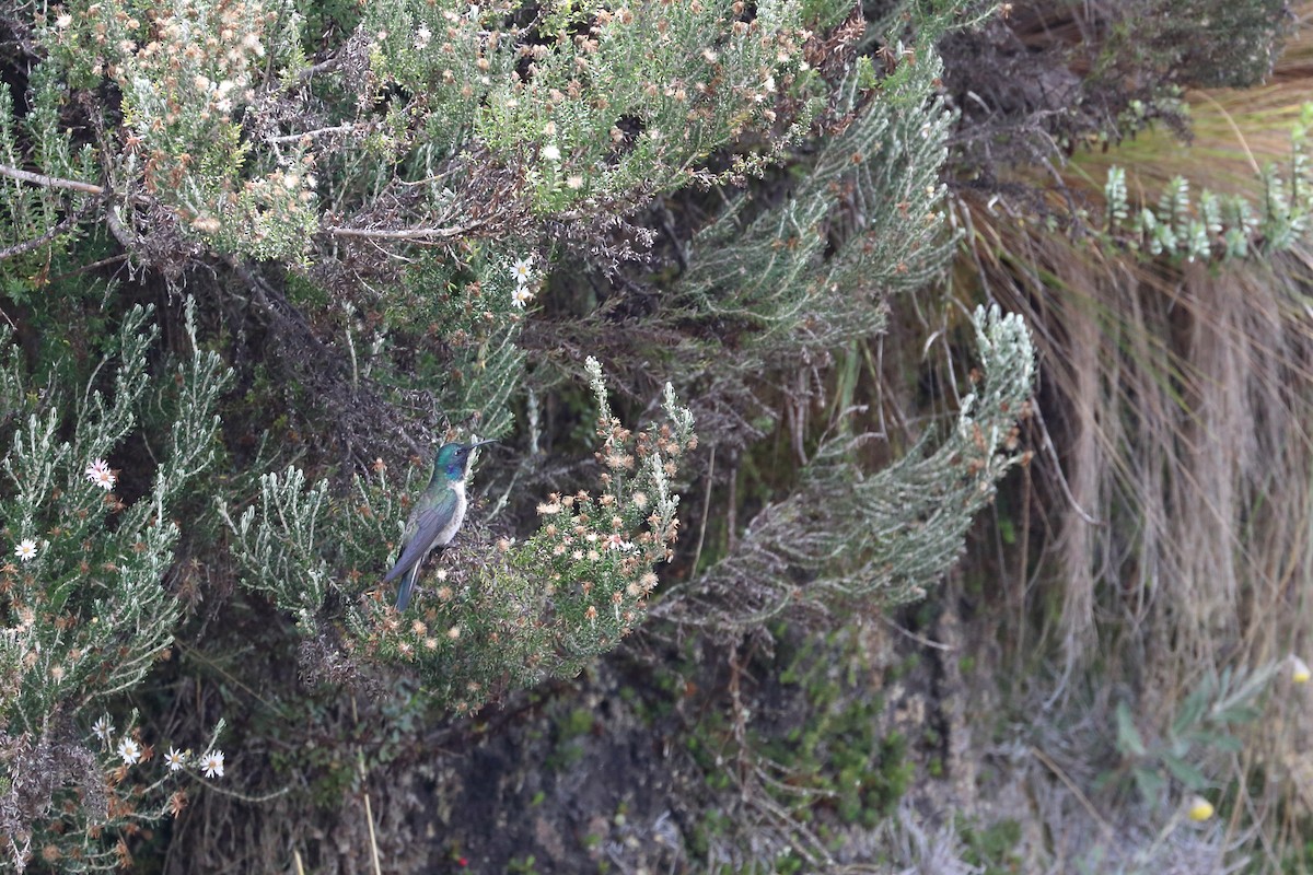 Colibri du Chimborazo - ML587273971