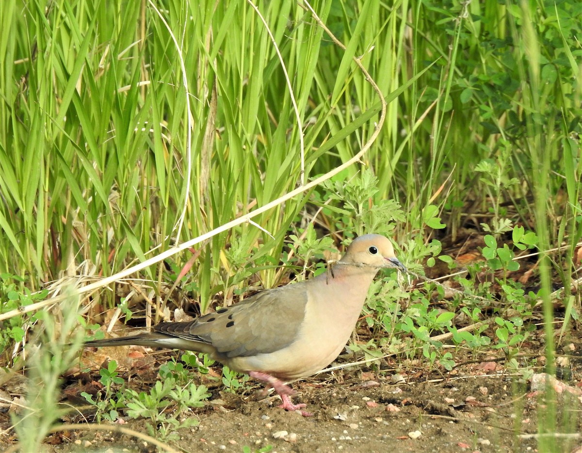 Mourning Dove - ML587274311