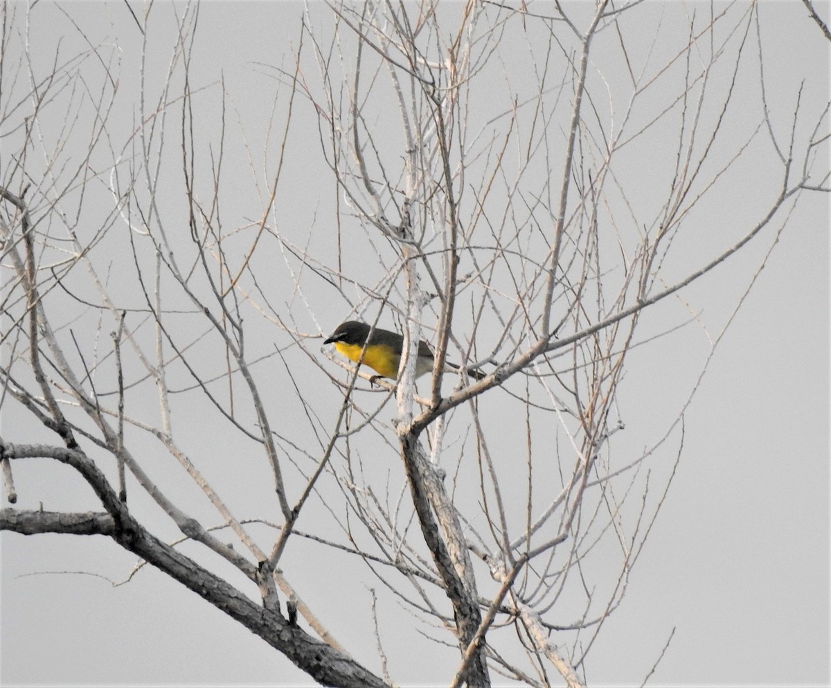 Yellow-breasted Chat - ML587274391