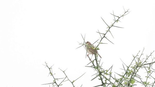 Rattling Cisticola - ML587274811