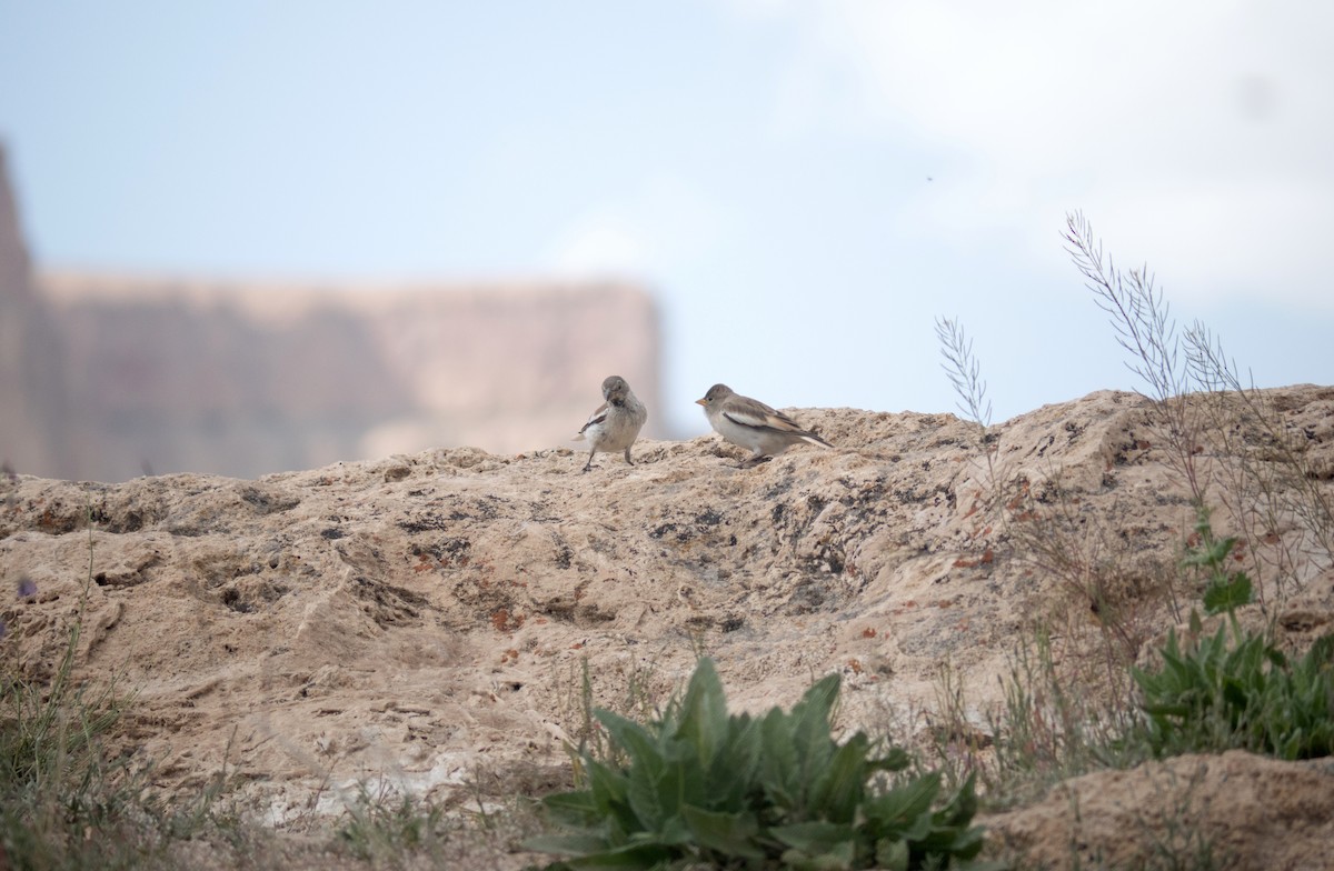 White-winged Snowfinch - Red-billed Firefinch