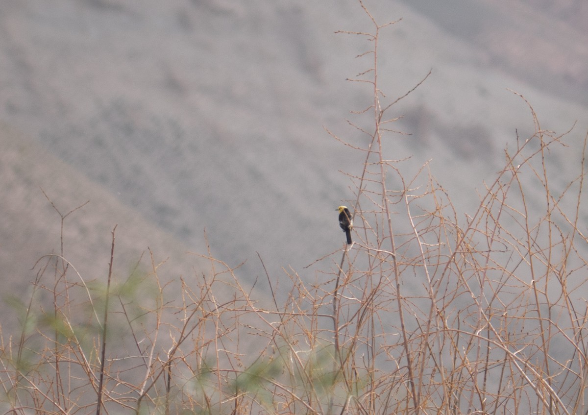 Citrine Wagtail - Red-billed Firefinch