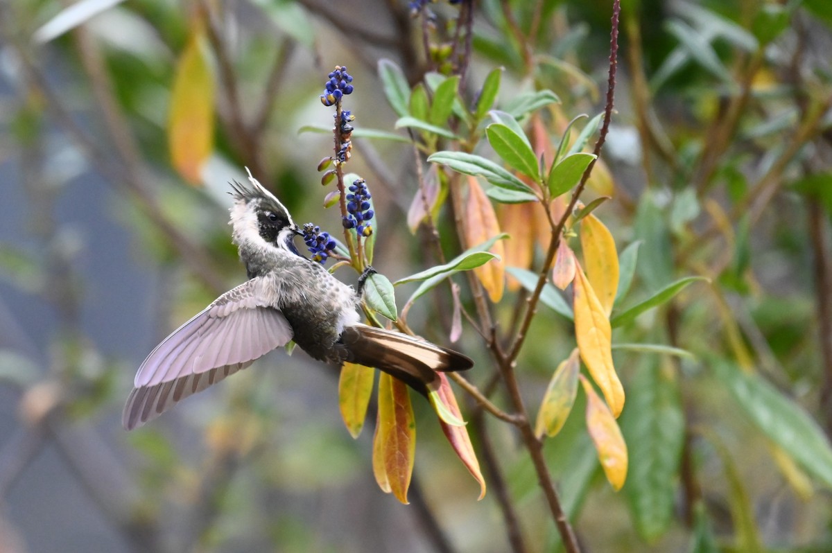 Colibrí Chivito de Santa Marta - ML587275921