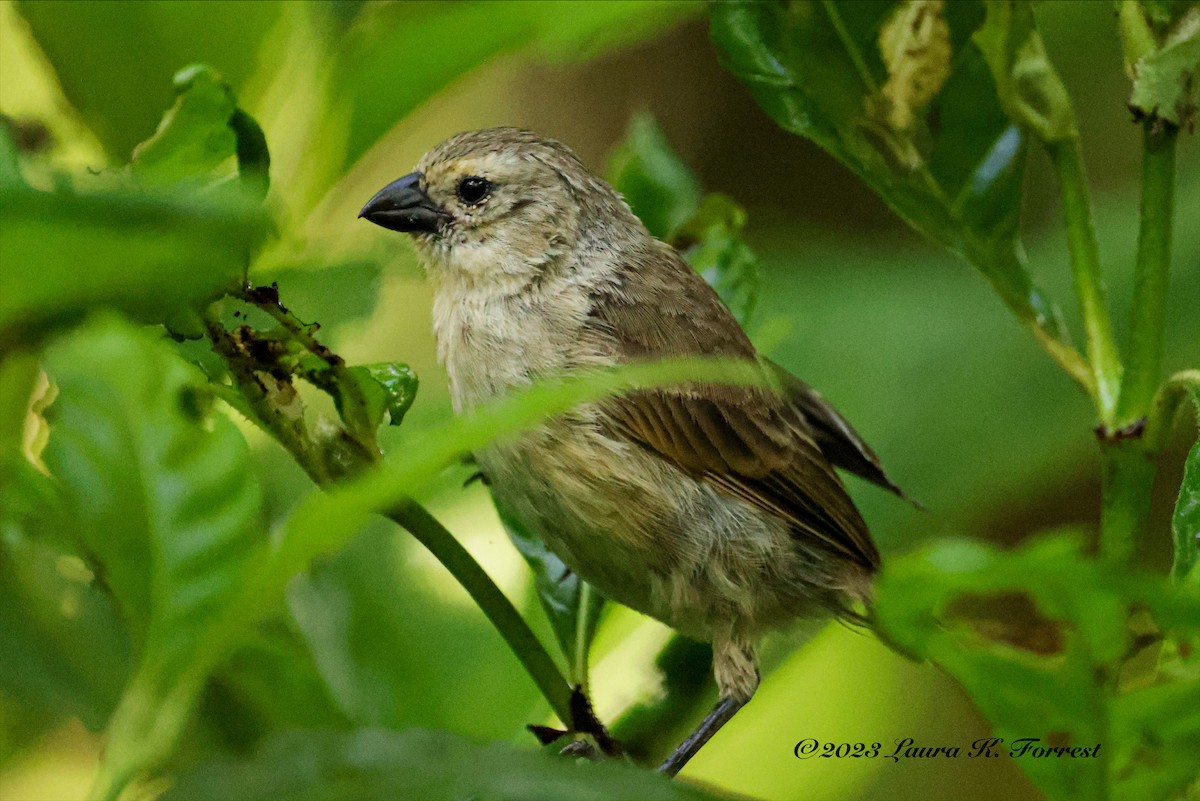 ML587277211 - Small Tree-Finch - Macaulay Library