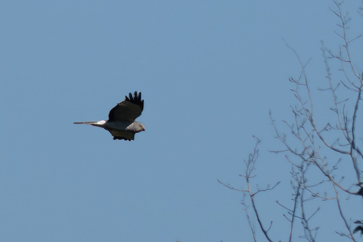 Northern Harrier - Jacques Jobin