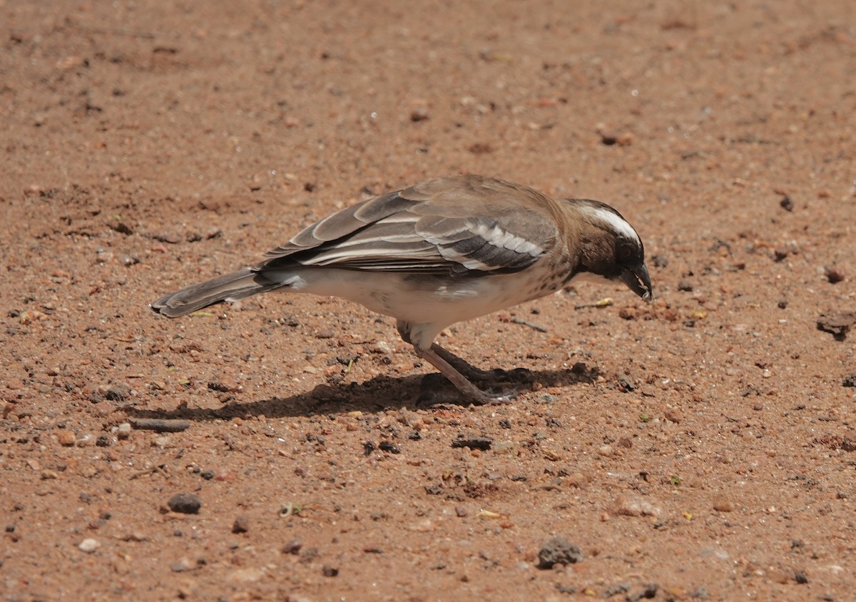 White-browed Sparrow-Weaver (Spot-chested) - ML587279211