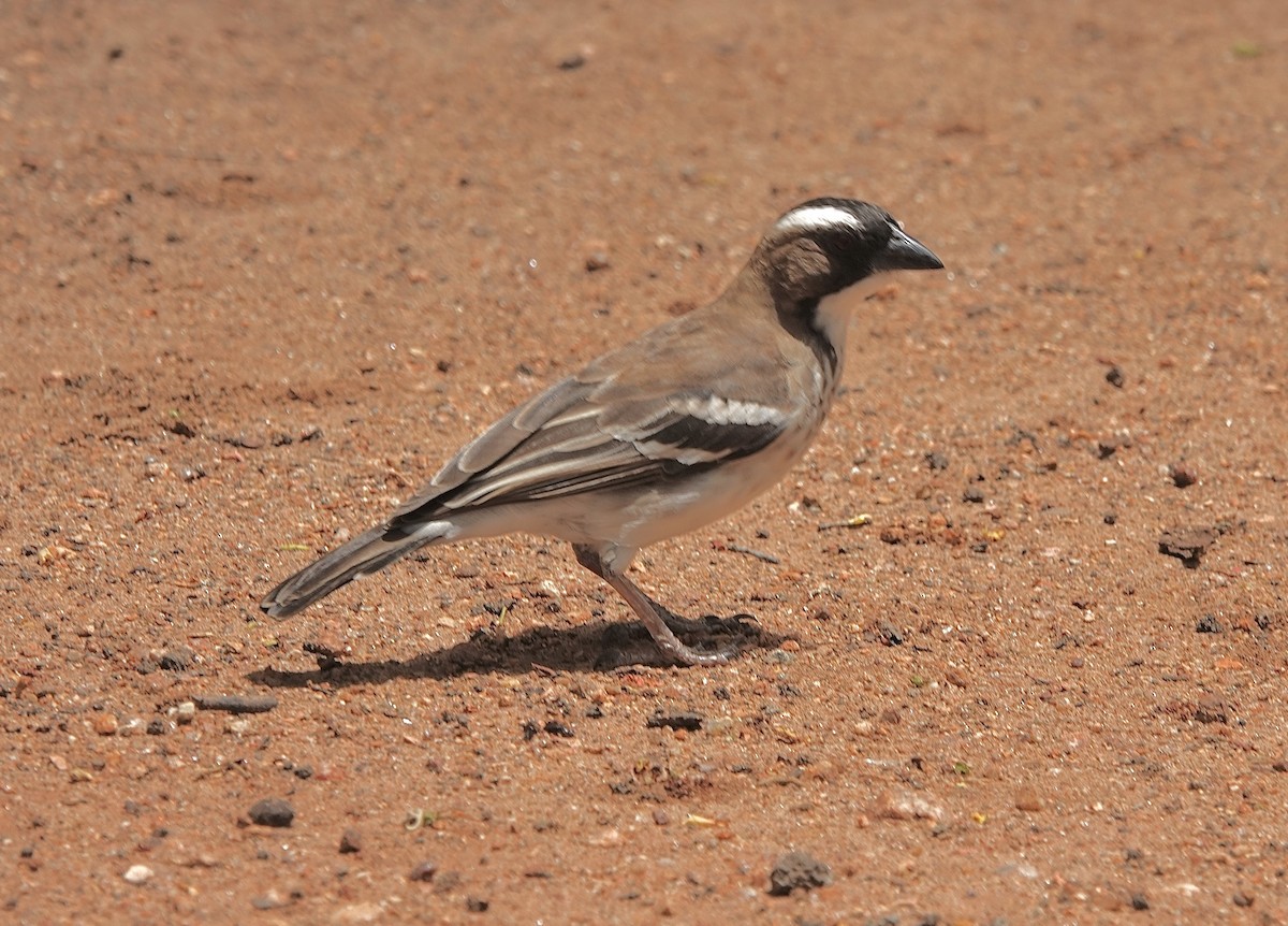 White-browed Sparrow-Weaver (Spot-chested) - ML587279221