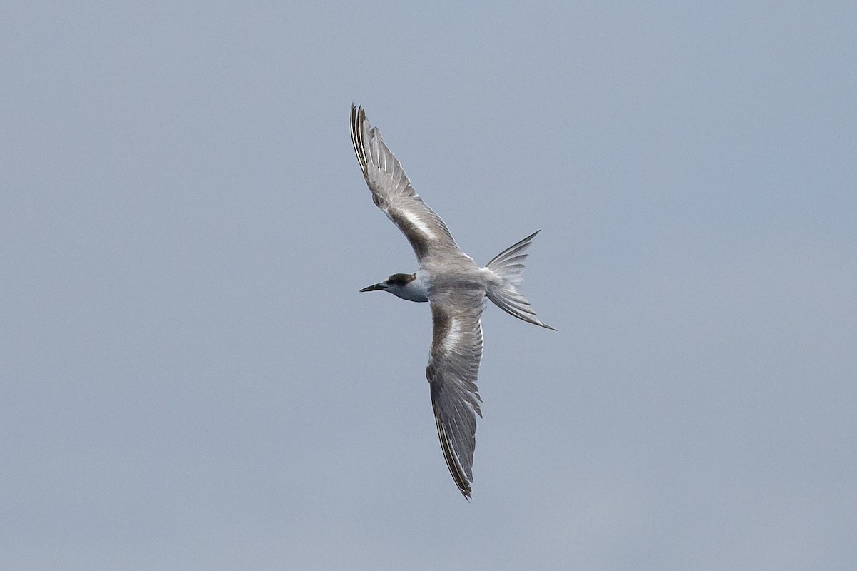 Common Tern - ML587279861