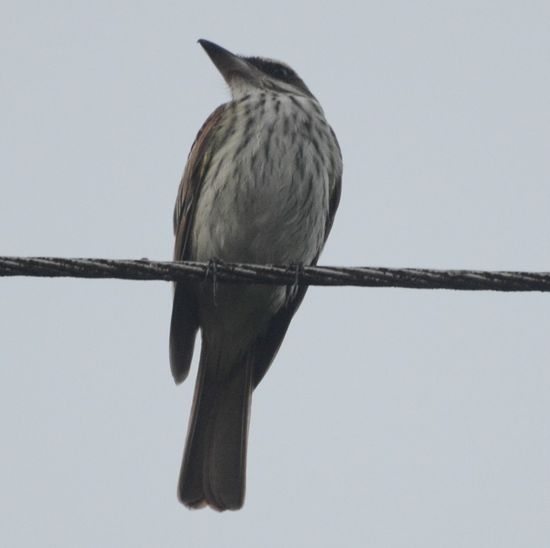 Streaked Flycatcher - ML587279971