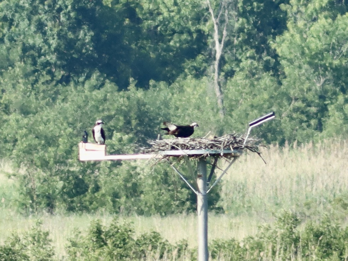 Balbuzard pêcheur - ML587281481