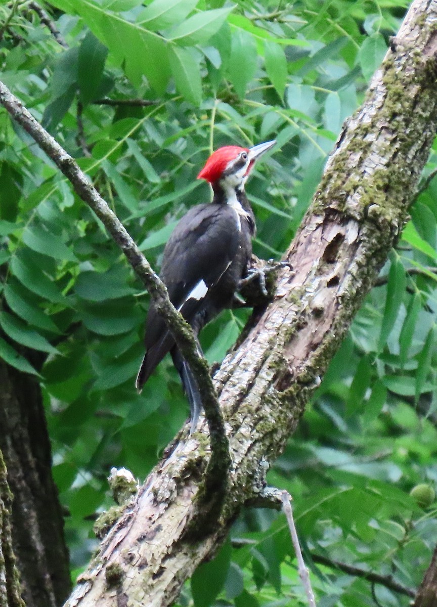 Pileated Woodpecker - ML587282071
