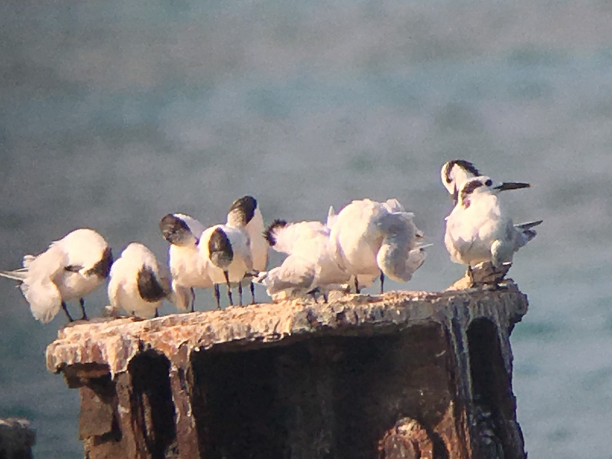 Sandwich Tern - ML58728341