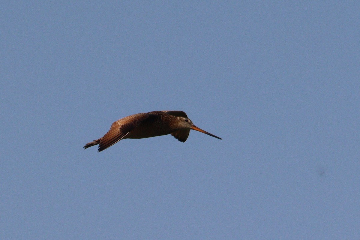 Marbled Godwit - ML587283981