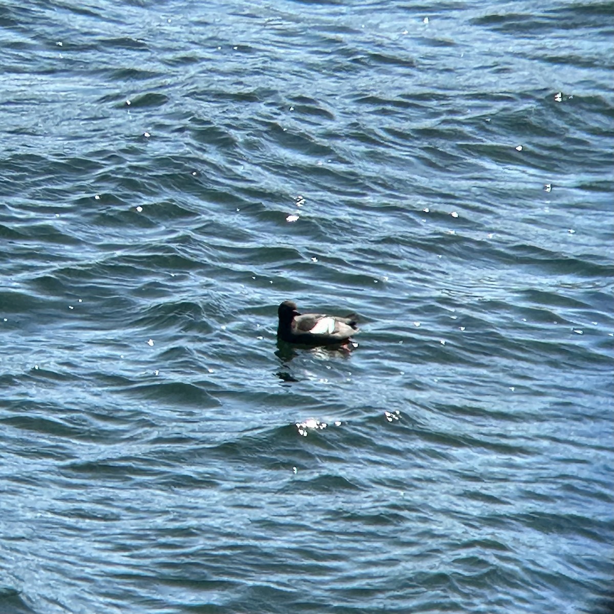 Pigeon Guillemot - ML587286551