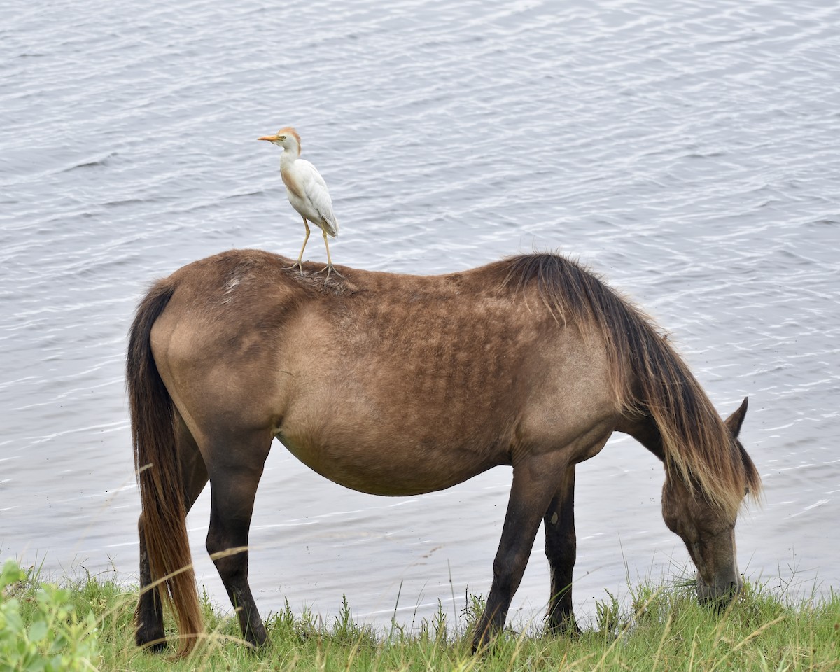 Western Cattle-Egret - Trevor MacLaurin