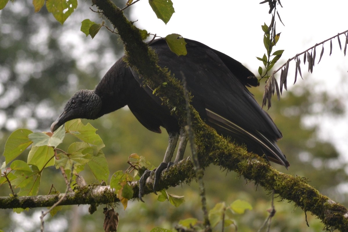 Black Vulture - Licinio Garrido Hoyos
