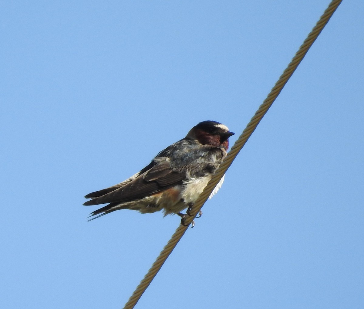 Cliff Swallow - ML587287041