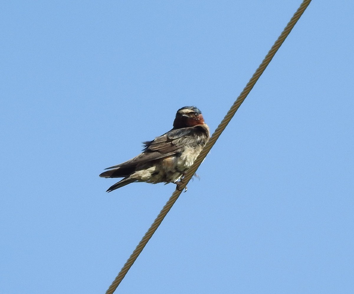 Cliff Swallow - ML587287051