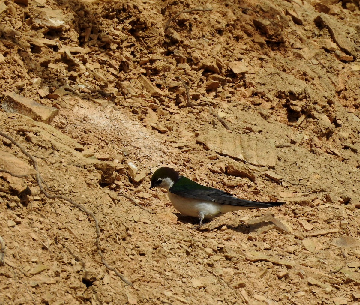 Violet-green Swallow - ML587287181