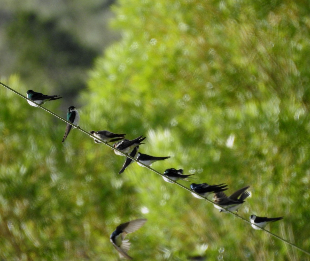 Violet-green Swallow - ML587287311