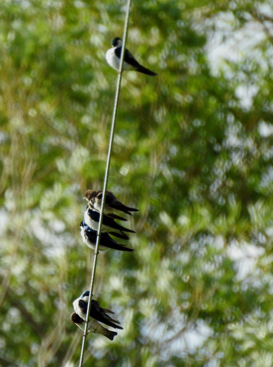 Cliff Swallow - ML587287481