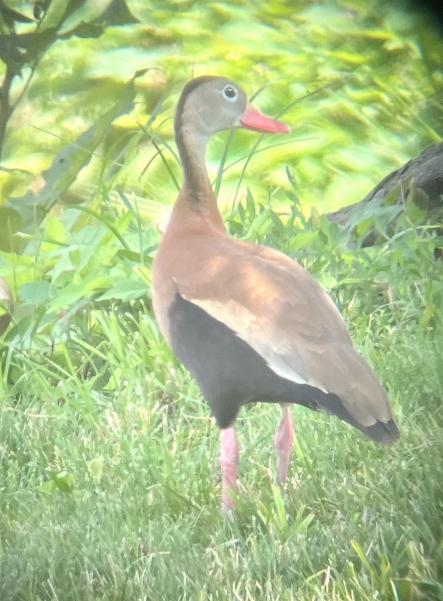 Black-bellied Whistling-Duck - ML587288681