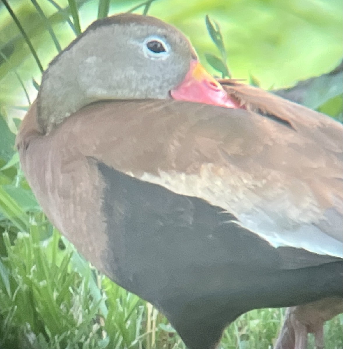 Black-bellied Whistling-Duck - ML587288771