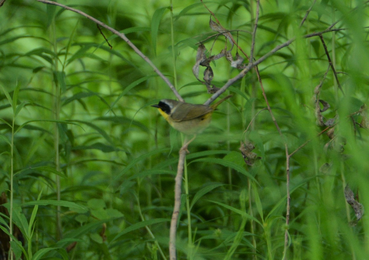 Weidengelbkehlchen - ML587288861