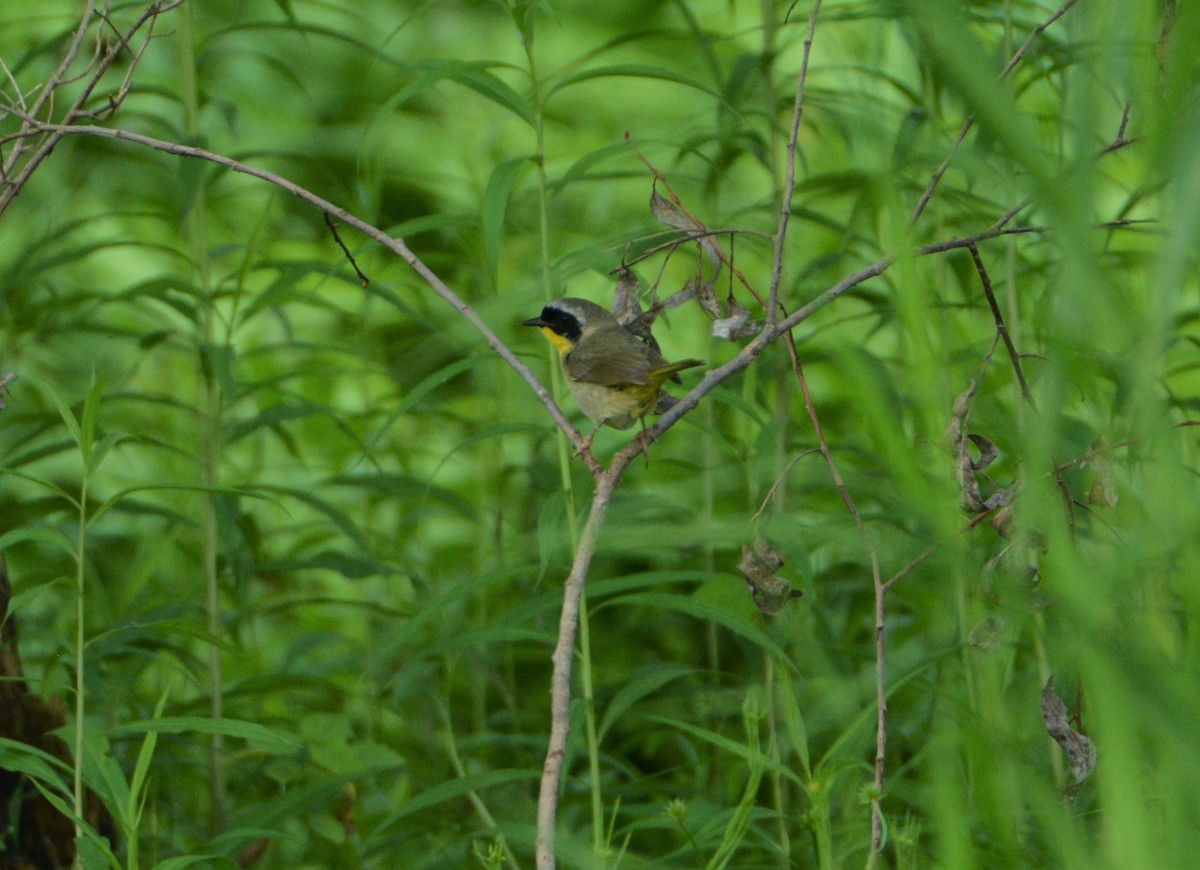 Weidengelbkehlchen - ML587288871