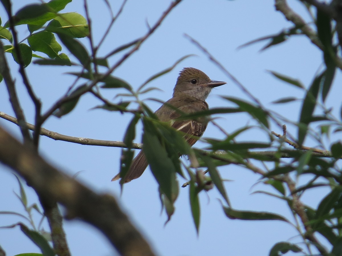 Great Crested Flycatcher - ML587288931