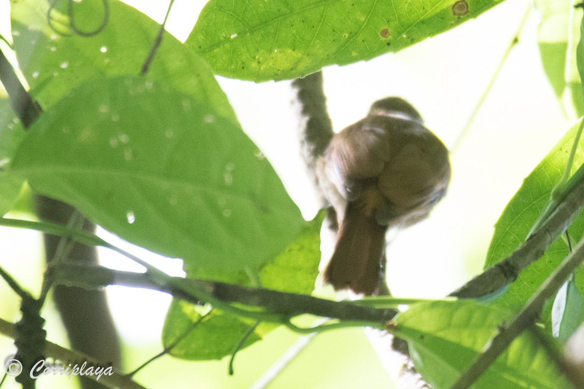 Blue Ground Dove - ML587289291