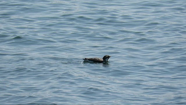 Ancient Murrelet - ML587290401