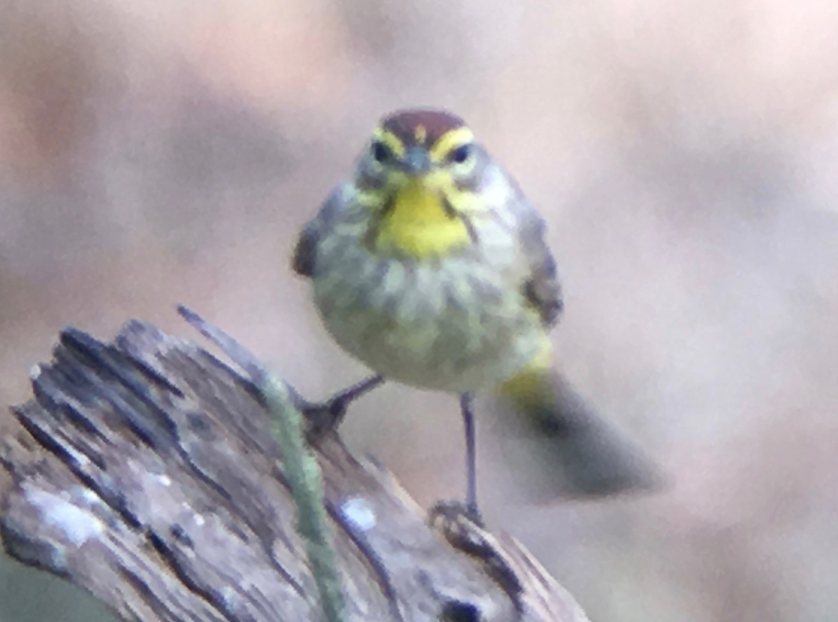 Palm Warbler (Western) - ML58729061