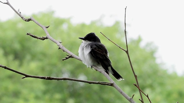 Eastern Kingbird - ML587291161