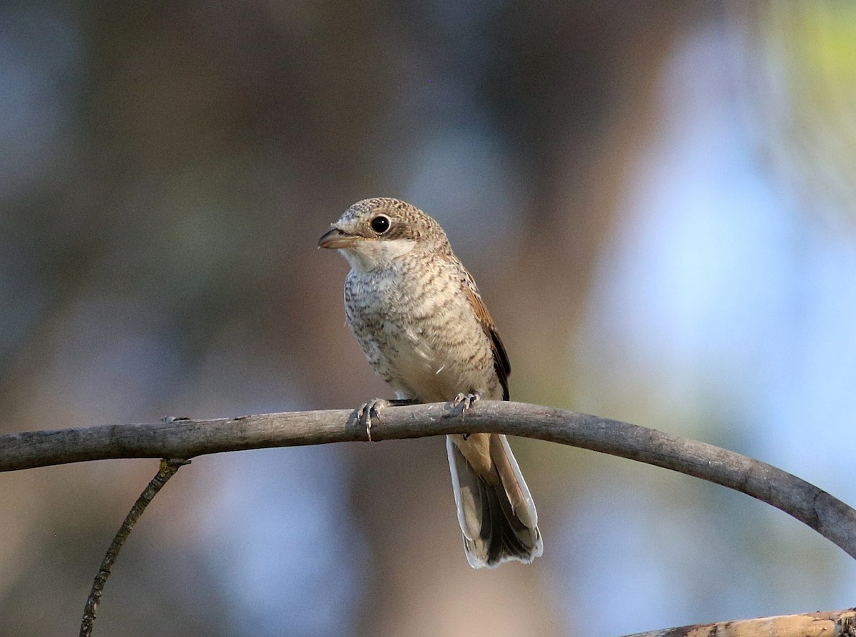 Woodchat Shrike - ML587291481