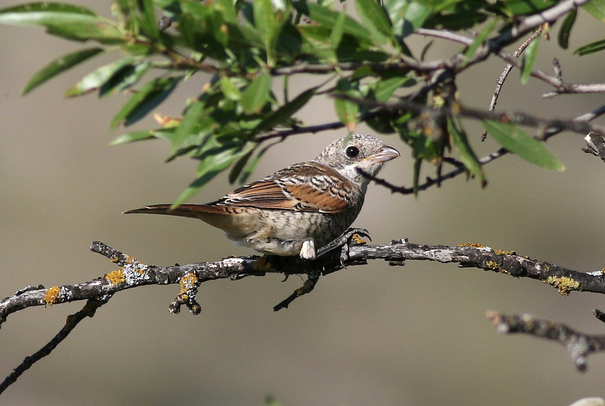 Woodchat Shrike - ML587291611